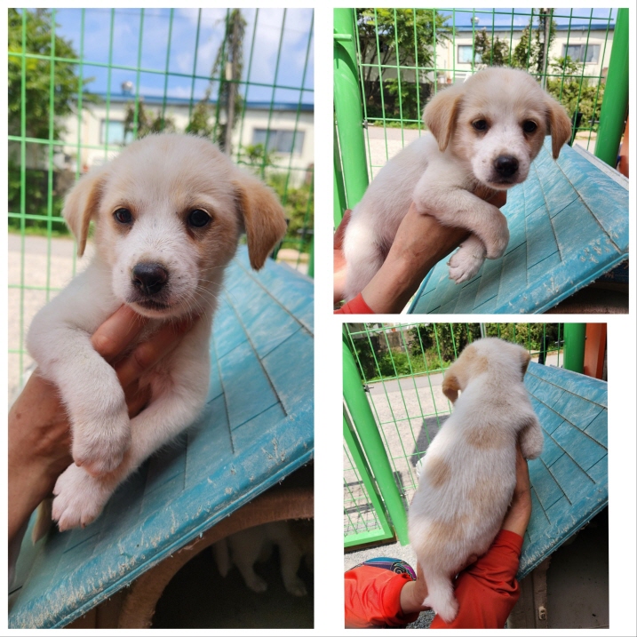 당진시동물보호소_444568202301042